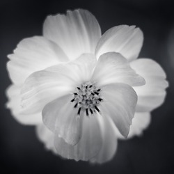 A selective focus of a beautiful flower blooming on a grayscale