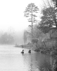 A vertical greyscale shot of ducks swimming in a lake on a foggy day