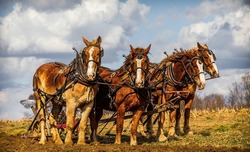 A view of four aligned horses on grassland, farming an Amish, Midwest field against a cloudy sky