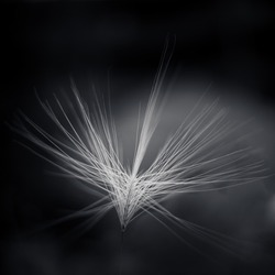 A macro shot of a flying dandelion seed on a grayscale