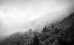 A grayscale shot of fog covering the forest in the Appalachia Mountains