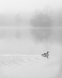 A vertical greyscale shot of a duck swimming in a lake on a foggy day