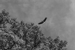 A greyscale shot of an eagle flying over the trees