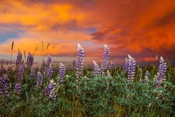 A closeup of wild lupine flowers at the high plains of southeastern Wyoming against a dusk sky
