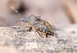 A macro shallow focus shot of a mottled shield bug, rhaphigaster stands on a tree branch
