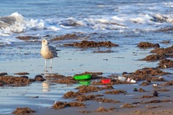 Seagull looking at plastic trash near the surf on the beach