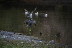 The aquatic birds swimming in the lake  The cormorant, seagulls 