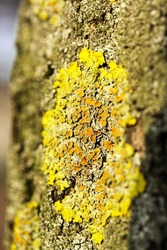 A vertical shot of green lichens on a dried piece of wood against a blurred background