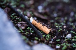 Smoked cigarette butt lies in the dirt  Smoking is harmful to health and more and more people are quitting smoking 
