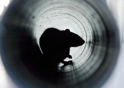 A closeup shot of a brown rat in a water pipe
