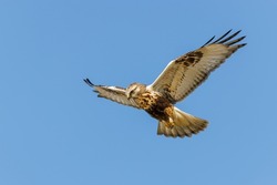 A closeup of a Rough Legged Hawk flying in the air