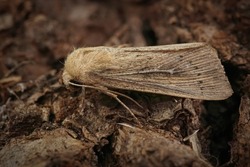 Closeup on the lightbrown obscure wainscot owlet moth, Leucania obsoleta , sitting on a piece of wood in the garden