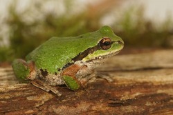 Closeup on an adult green Pacific treefrog, Pseudacris regilla sitting on wood in Southern Oregon, US