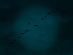 A silhouette low angle shot of a small flock of birds flying in the early morning on a cloudy sky