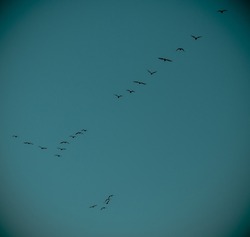 a silhouette low angle shot of a small flock of birds flying in the early morning on a cloudy sky