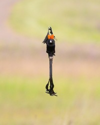 A male Long-tailed widowbird flying towards the camera with its wings in the vertical position 