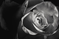 A closeup grayscale shot of a blossomed rose - romantic concept