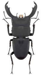 Stag beetle species Dorcus or Serrognathus titanus subsp  typhon, trivial name: giant stag beetle, male 