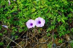 A closeup shot of two beautiful purple Ipomoea flowers blooming on a chainlink fence