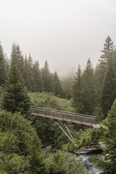 A beautiful view of a bridge in a forest with large trees on a foggy day