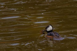 A hooded merganser duck with a crawdad in its mouth swimming in a lake in Medina Washington