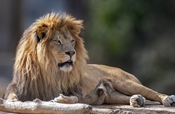 The selective focus shot of the Southwest African lion sitting and looking like a king of animals
