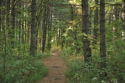A hiking trail through a stand of shortleaf pine trees in Missouri