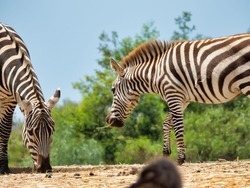 A closeup shot of two zebras eating grass in the nature
