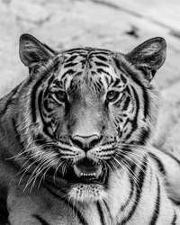 A vertical portrait of a tiger in grayscale