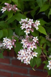 A vertical closeup of white Linnaea amabilis flowers with green leaves against a blurred brick wall background