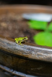 A selective focus shot of a green small frog on a jar