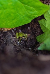 A selective focus shot of tiny small frog with leaves on foreground