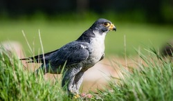 A shallow focus shot of a peregrine falcon standing on the garden ground among green grass in bright sunlight with blurred background