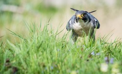 A shallow focus shot of a peregrine falcon standing on the garden ground among green grass in bright sunlight with blurred background