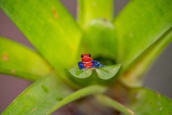 A strawberry poison dart frog perched on a plant leaf in Costa Rica
