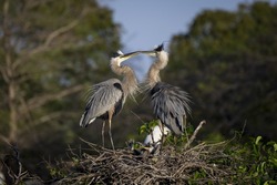 A closeup of a Great blue herons couple standing in their nest beak to beak