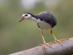A Shallow focus White-breasted waterhen bird standing on a tree branch with a blurry background