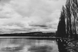 A grayscale shot of the lake with swans and trees on the shore against the cloudy sky 