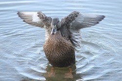 A beautiful shot of a female mallard duck standing in the shallow water and waving its wings on a sunny day