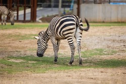 A daylight shot of a zebra bending and eating grass