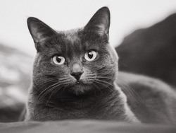 A closeup shot of a gray cat on a blurry background in black and white