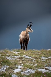 The brown goat on the mountain peak with sky on blurred background
