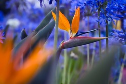 The selective focus shot of an orange Bird of Paradise plant in with a blurred blue flower field background