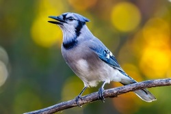 A close-up shot of a blue jay perched on a twig on a blurred bokeh background