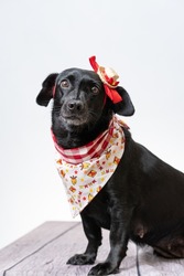 A black dog with red bow and bandana from festa junina
