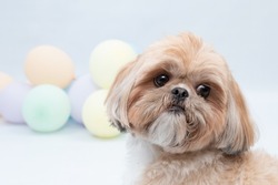 A cute Shi Tzu dog during a photoshoot in the studio