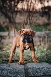 A vertical closeup of a boxer puppy in the park 