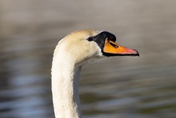 A closeup shot of the white swan's head in the lake on the blurry background