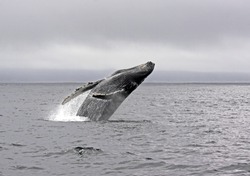 Jump of a humpback whale in typical summer weather in Monterey Bay, grey and low hanging clouds 