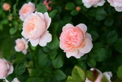 A vertical shot of pink english roses Queen of Sweden